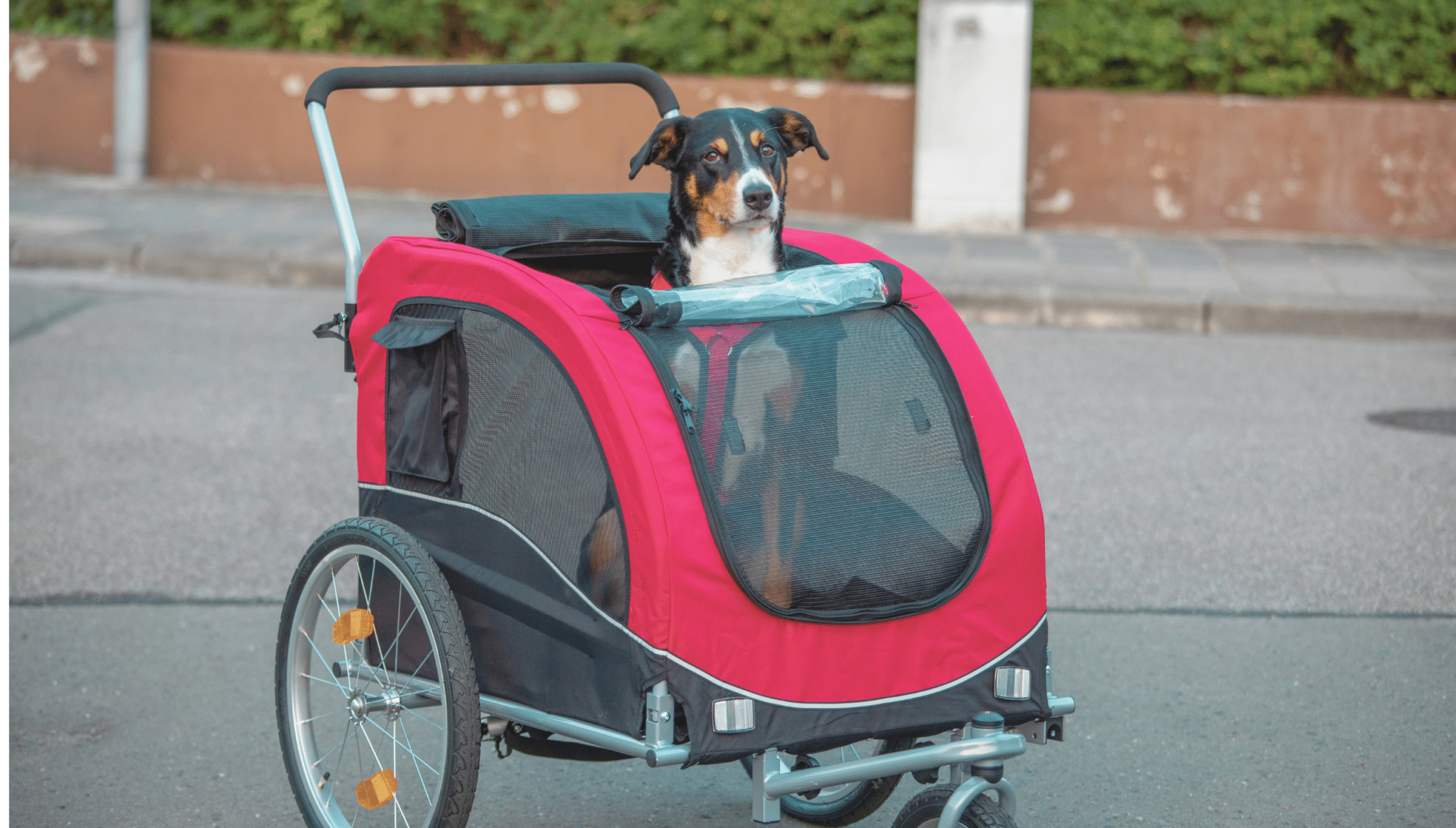 Remorque Velo Pliable pour Chien Animaux en Oxford Canvas, Poussette de Transport Chien avec Drapeau, 8 Reflecteurs, Charge Max 40 kg, Bleu